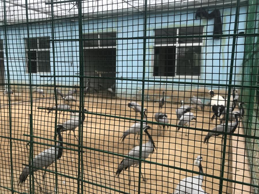 天鵝湖風(fēng)景區(qū)（泰山）速覽！(圖5)