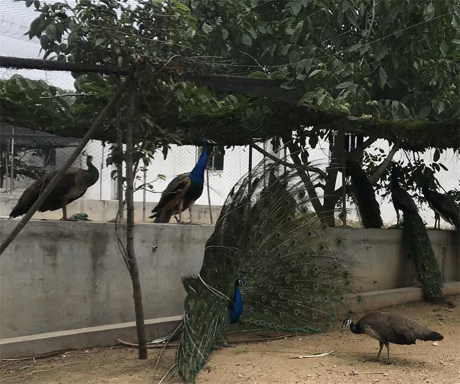 天鵝湖風(fēng)景區(qū)（泰山）速覽！(圖11)