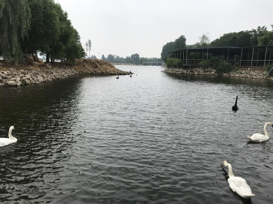 天鵝湖風(fēng)景區(qū)（泰山）速覽！(圖14)