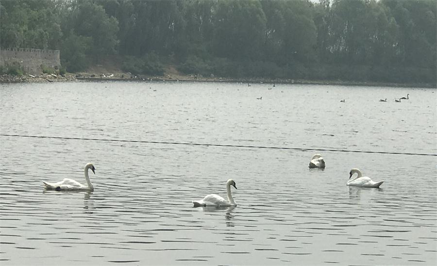 天鵝湖風(fēng)景區(qū)（泰山）速覽！(圖18)