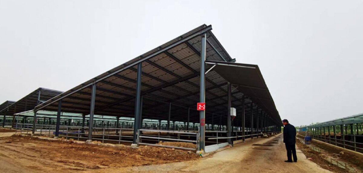 信橋鋼構(gòu)：打卡蒙陰農(nóng)業(yè)溫室大棚、青州黑牛養(yǎng)殖基地！(圖5)